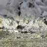 После циклона Петропавловск-Камчатский наводнили крысы