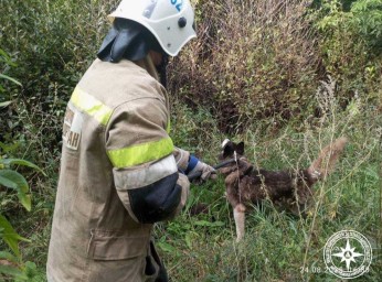 В Башкирии спасатели вытащили собаку из колодца