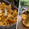 Лисички: 7 способов превратить лесной урожай в кулинарный шедевр