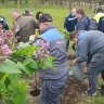«Сирень Победы»: в Центральном парке Тулы высадили 30 кустов