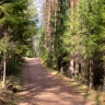 Кировская область пополнилась саженцами ели и сосны из Беларуси