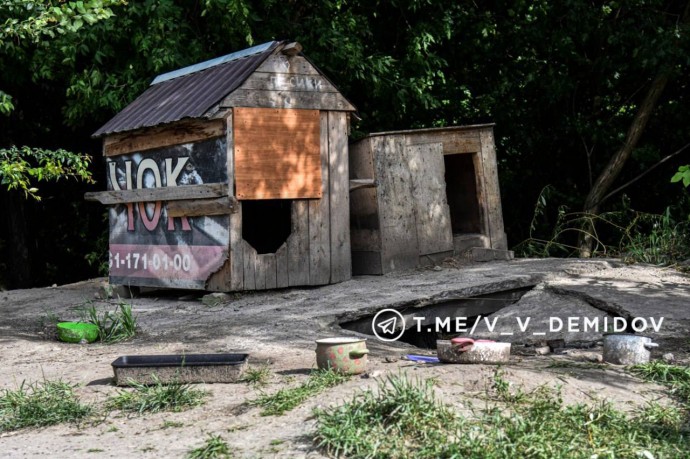 В Белгороде устанавливают причины ЧП с собаками, напугавшими ребёнка