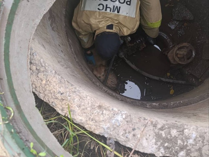 Сотрудники белгородского МЧС спасли щенков из колодца