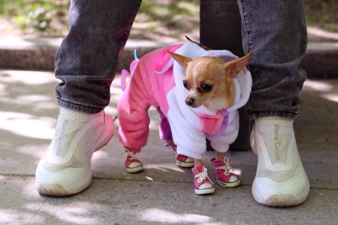 Психолог Аганина посоветовала смотреть видео с животными для снижения стресса Психолог Аганина посоветовала смотреть видео с животными для снижения стресса