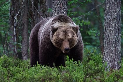 Из-за одного растерзанного человека истребят 350 медведей с Украины