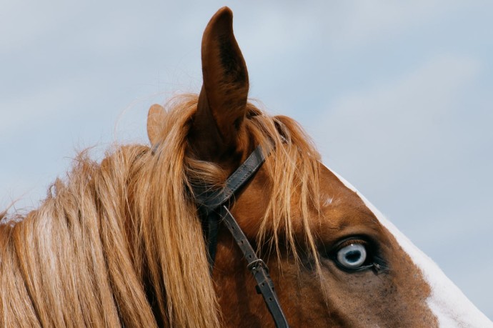 В одном из районов Пензенской области готовятся ввести карантин по бешенству В одном из районов Пензенской области готовятся ввести карантин по бешенству