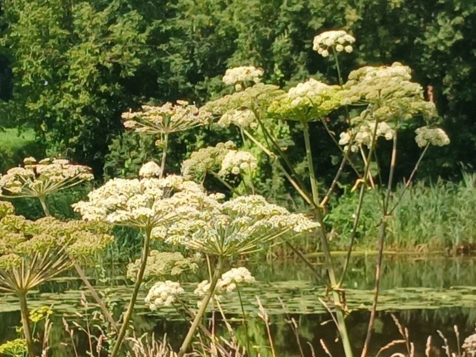 В Башкирии садоводов обяжут уничтожать некоторые растения В Башкирии садоводов обяжут уничтожать некоторые растения