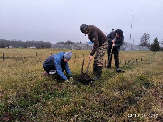 В Ивнянском округе активисты высадили более 2 тысяч саженцев деревьев