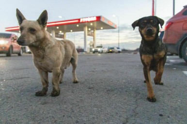 Право собственности на бездомное животное предлагают оформлять быстрее