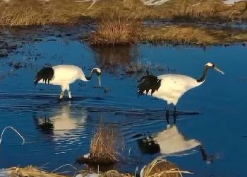 В Приамурье представили тизер фильма о жизни журавля Снежинки В Приамурье представили тизер фильма о жизни журавля Снежинки
