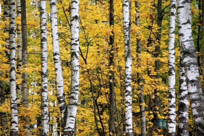Погода для жителей Великого Новгорода, Боровичей и Старой Руссы с 27 октября по 2 ноября Погода для жителей Великого Новгорода, Боровичей и Старой Руссы с 27 октября по 2 ноября