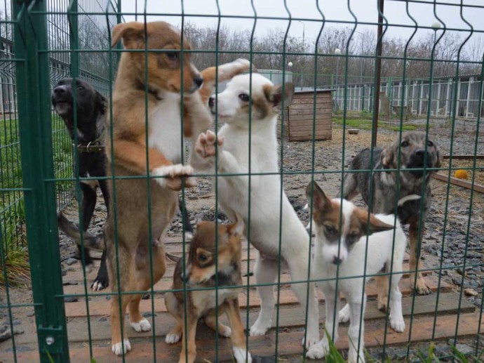 Волонтёры «ОМК Энергомаш» создали экосистему помощи бездомным животным в Белгороде