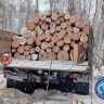 Жителя амурского Невера уличили в незаконной рубке деревьев