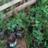 Варили меф: астраханец устроил нарколабораторию в Миассе 