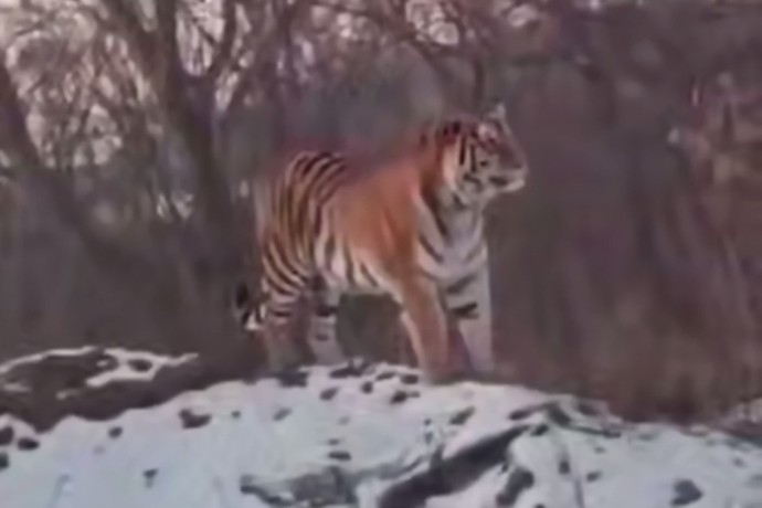 Маленькая девочка столкнулась с огромным тигром на дороге Маленькая девочка столкнулась с огромным тигром на дороге