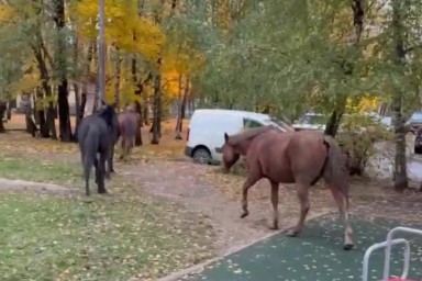 Пятерых коней заметили в поселке Развилка рядом с МКАД