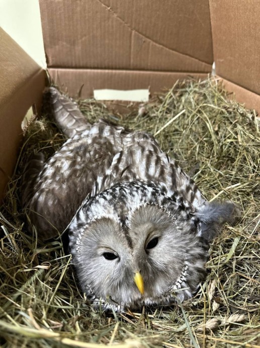 В Кирове спасают неясыть с травмой позвоночника