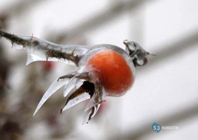 Морозы уйдут? Прогноз погоды для новгородцев на 7 января