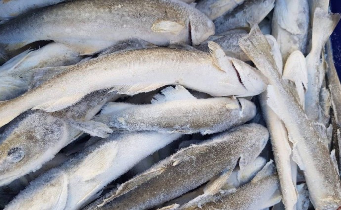 Жителей и гостей Южно-Сахалинска приглашают за навагой и сельдью