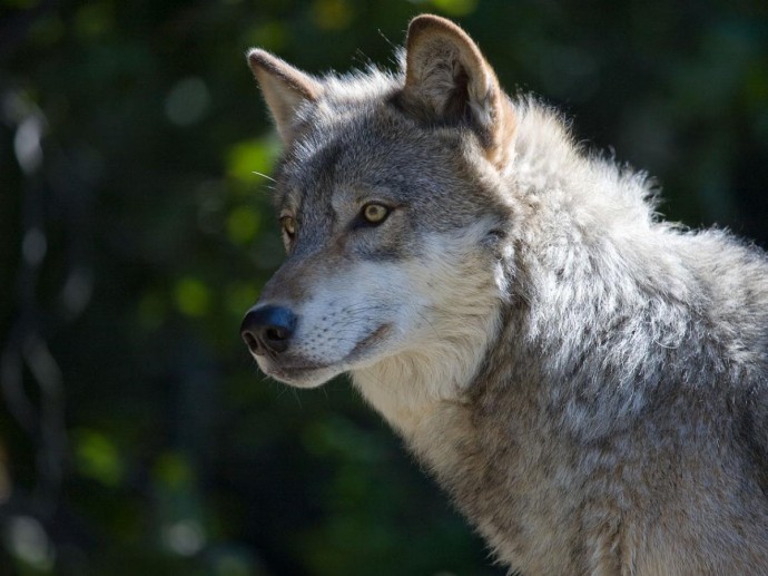 Древние люди держали волков на этом острове — версии учёных Древние люди держали волков на этом острове — версии учёных