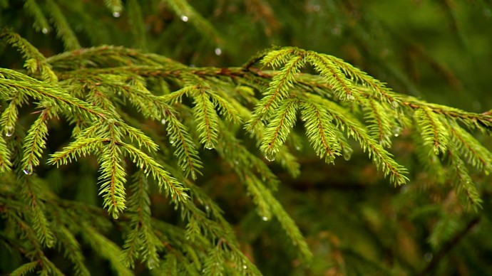 В Роспотребнадзоре рассказали, как не сбить режим в новогодние праздники