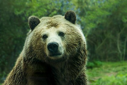 В России мужчина криком прогнал медведя с участка