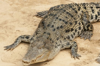 В брюхе крокодила нашли голову и кости пропавшего юноши