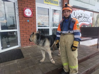 В городе Башкирии посетителей магазина напугала агрессивная собака