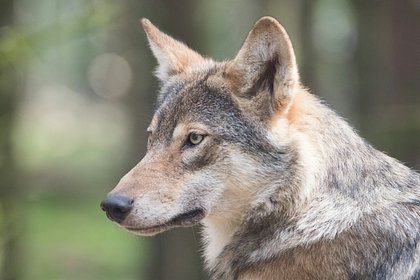 Волки растерзали пятилетнюю девочку