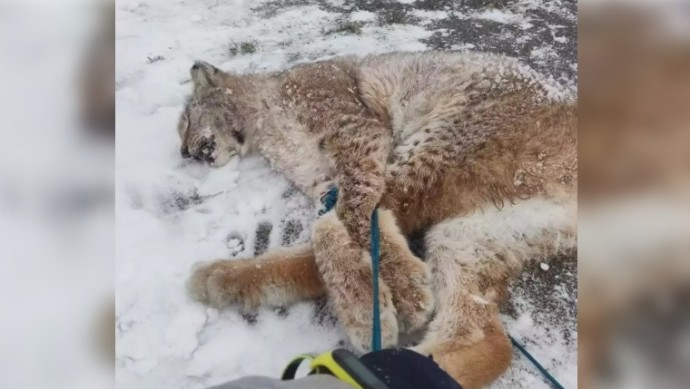 В Башкирии по факту нападения рыси на ребенка возбудили уголовное дело