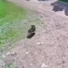 В Приангарье перед судом предстанет пенсионерка, отравившая собаку