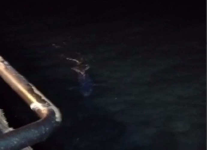 Большая акула приплыла ночью на рейд Находки Большая акула приплыла ночью на рейд Находки