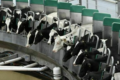 Кооперативам помогут удвоить производство мяса, молока и сбор лесных грибов