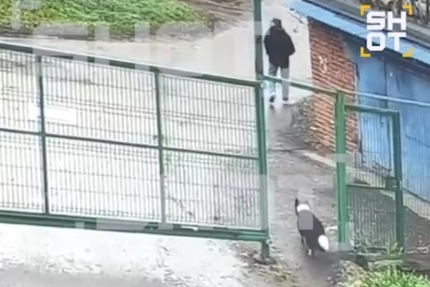 Похищавшую собак семью задержали в Москве