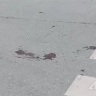 Головой об асфальт: девушка упала с самоката и потеряла сознание в Южно-Сахалинске