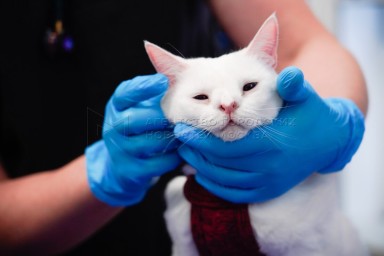 Более 1,6 тыс. питомцев вакцинировали ветеринары в парках Подмосковья за полгода