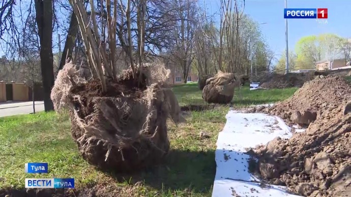 «Потомка» Тополя Победы из Сталинграда посадят в парке «Патриот» Тула