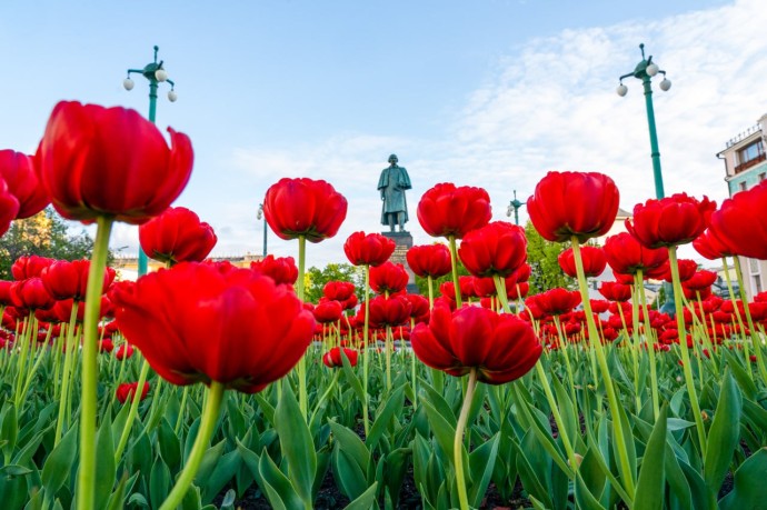 Тюльпаны высадят на московские клумбы до конца октября Тюльпаны высадят на московские клумбы до конца октября