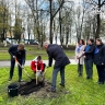 В Великом Новгороде, Старой Руссе и Боровичах посадили «Тополя Победы»