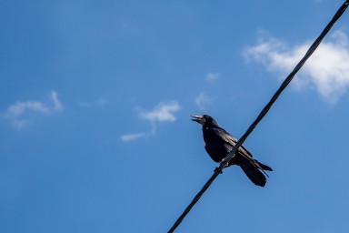 Биолог Глазков: Москвичам не надо кормить грачей, стоит дать им улететь