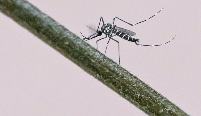 Антикомариная плесень с парфюмерной добавкой Антикомариная плесень с парфюмерной добавкой