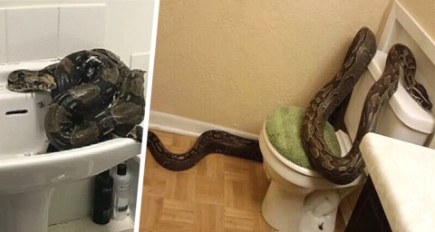 Балийский подвиг или Хвостатый ангел-хранитель: кошка Мася спасла российских туристов на Бали от смертельной опасности