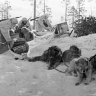 В РВИО рассказали о роли фронтовых собак в годы ВОВ...