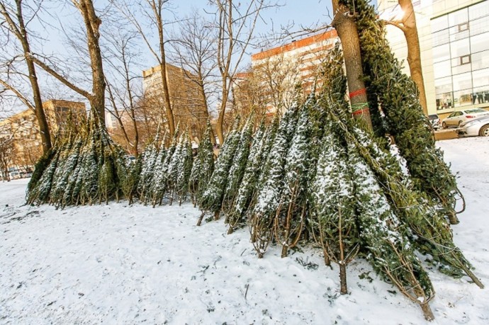 В Башкирии начнут контроль за заготовкой и реализацией новогодних ёлок В Башкирии начнут контроль за заготовкой и реализацией новогодних ёлок