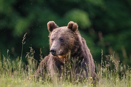 Медведицу-людоедку тайно привезли и выпустили в Германии