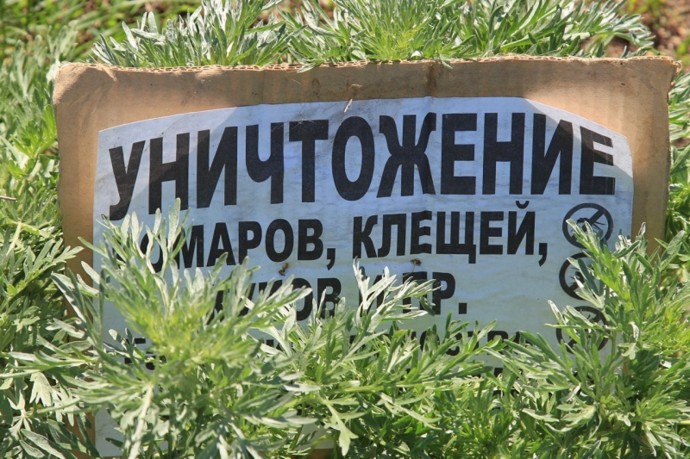 Интересные факты о клещах Башкирии