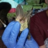 Семь видов летучих мышей обнаружили в Хингано-Архаринский заказнике