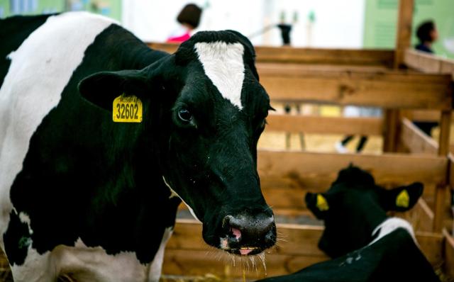 Молочная отрасль на годы станет ключевой для АПК Башкирии — Минсельхоз Молочная отрасль на годы станет ключевой для АПК Башкирии — Минсельхоз