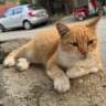 Скорпионам надо думать только о своих проблемах, Близнецы не смогут сохранить секреты