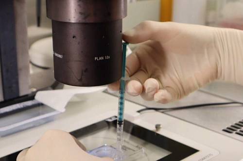 В Приамурье после процедуры ЭКО беременность наступает в 36,4 % случаев